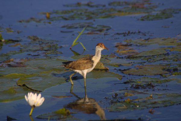 Comb-crested Jacana | Irediparra gallinacea photo