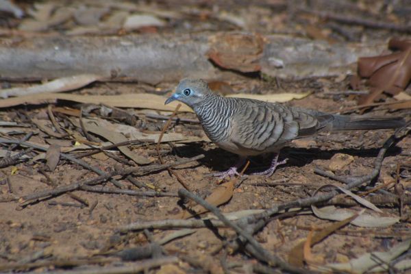 Peaceful Dove | Geopelia striata photo