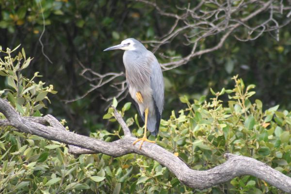 White-faced Heron | Egretta novaehollandiae photo