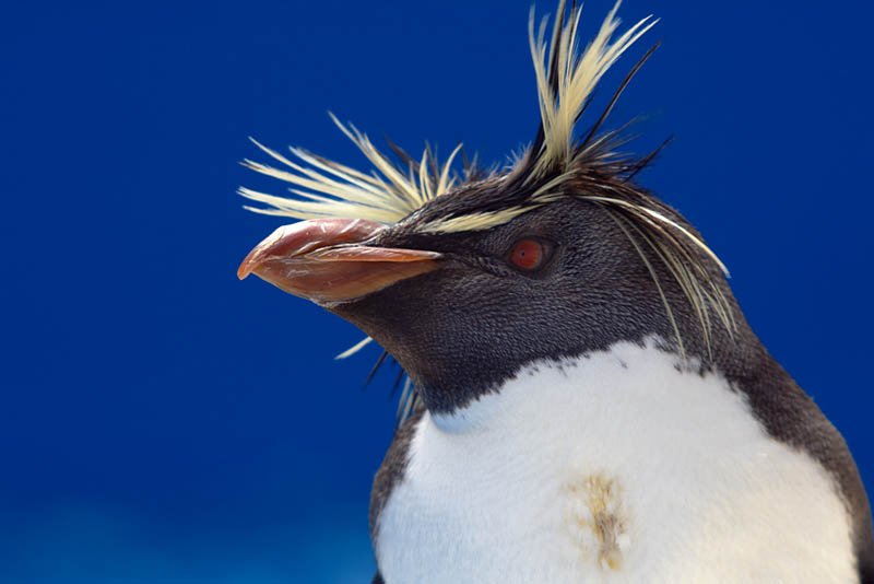 Rockhopper Penguin | Eudyptes chrysocome photo