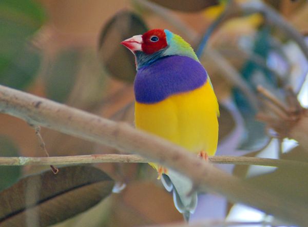 Gouldian Finch | Erythrura gouldiae photo