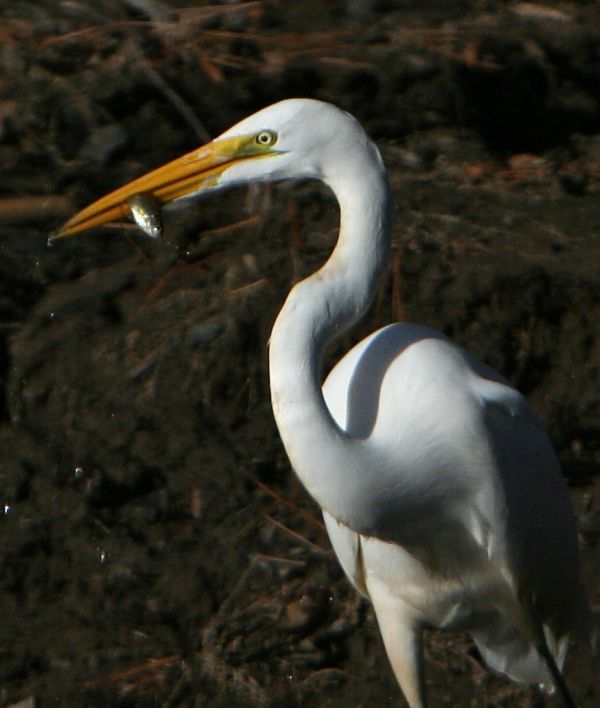 Great Egret | Ardea alba photo