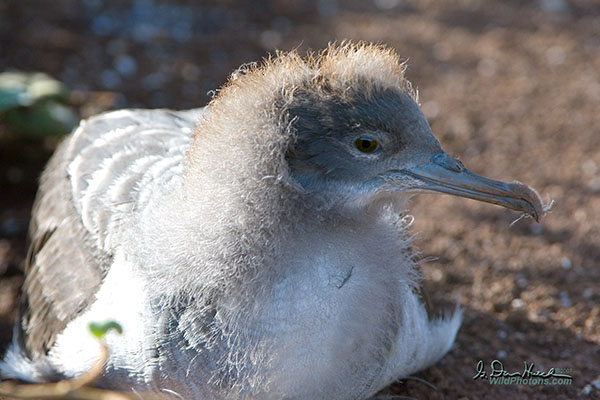 Wedge-tailed Shearwater | Puffinus pacificus photo