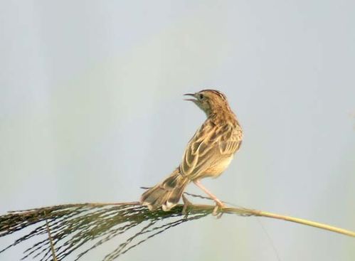 Zitting Cisticola | Cisticola juncidis photo