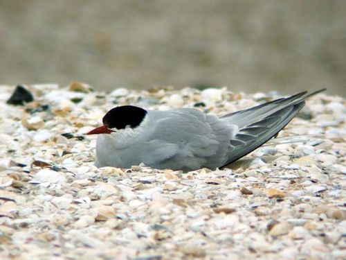 Arctic Tern | Sterna paradisaea photo