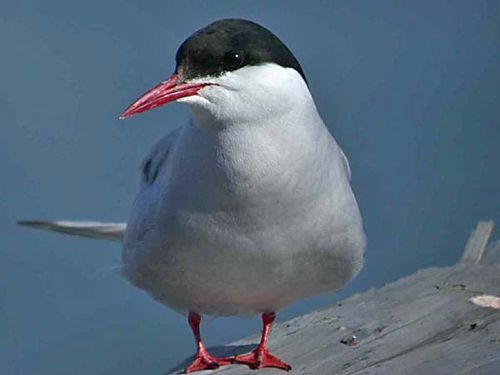 Arctic Tern | Sterna paradisaea photo