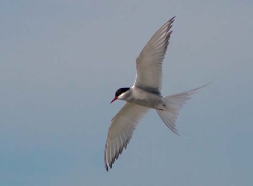 Arctic Tern | Sterna paradisaea photo