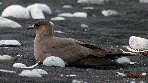 Arctic Jaeger | Stercorarius parasiticus photo