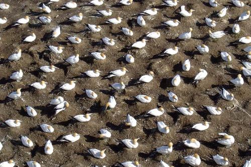 Australian Gannet | Morus serrator photo