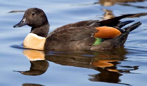 Australian Shelduck | Tadorna tadornoides photo