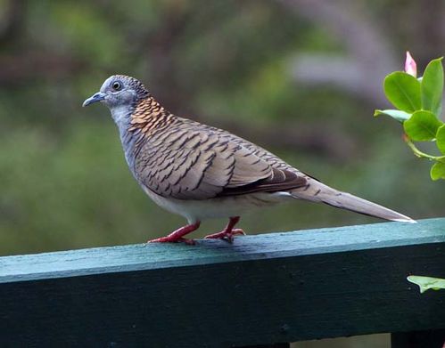 Bar-shouldered Dove | Geopelia humeralis photo