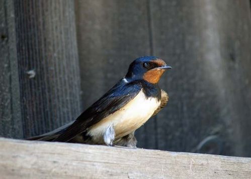 Barn Swallow | Hirundo rustica photo