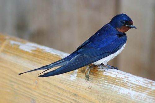 Barn Swallow | Hirundo rustica photo