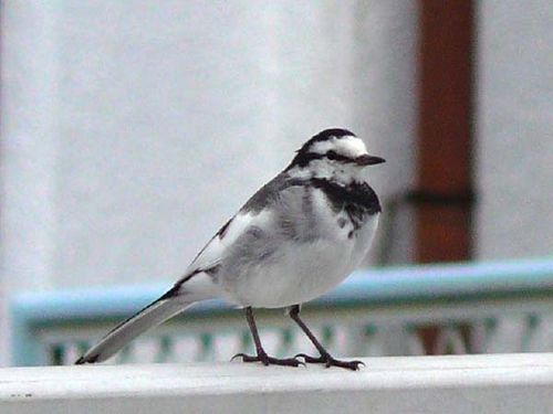 Black-backed Wagtail | Motacilla lugens photo