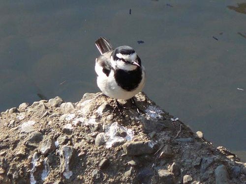 Black-backed Wagtail | Motacilla lugens photo