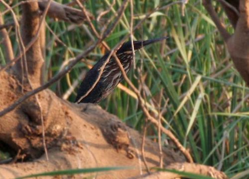 Black Bittern | Ixobrychus flavicollis photo