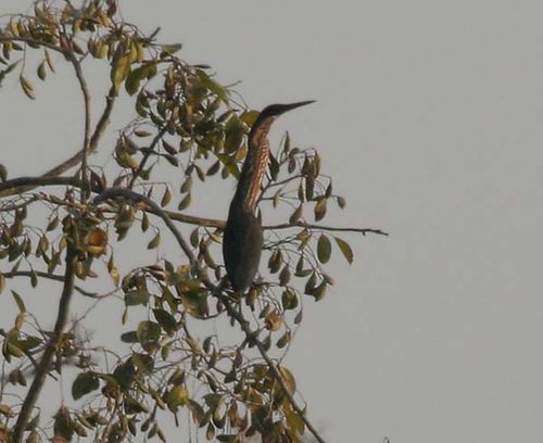 Black Bittern | Ixobrychus flavicollis photo