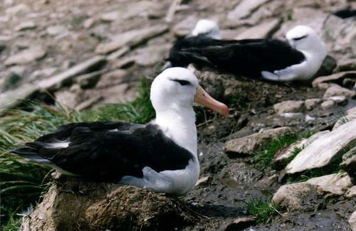 Black-browed Albatross | Thalassarche melanophris photo