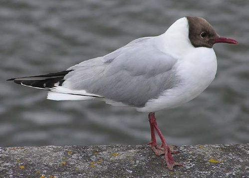 Black-headed Gull | Larus ridibundus photo