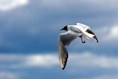 Black-headed Gull | Larus ridibundus photo