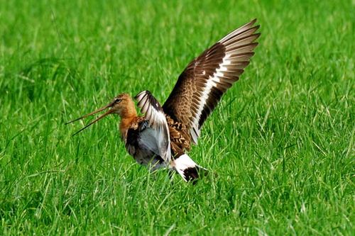 Black-tailed Godwit | Limosa limosa photo