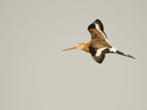 Black-tailed Godwit | Limosa limosa photo