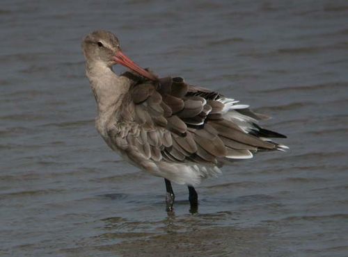 Black-tailed Godwit | Limosa limosa photo