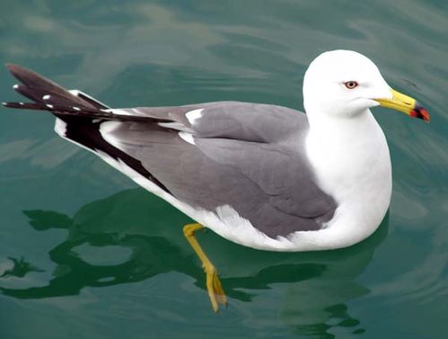 Black-tailed Gull | Larus crassirostris photo