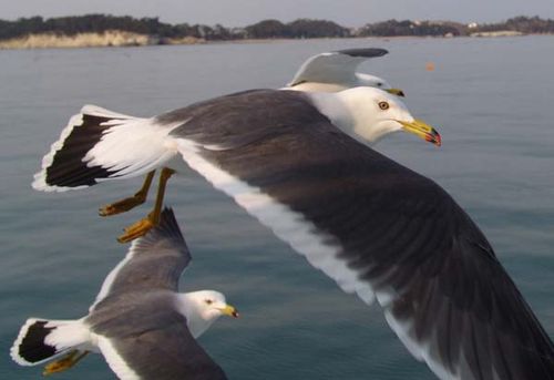 Black-tailed Gull | Larus crassirostris photo