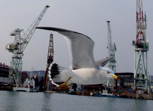 Black-tailed Gull | Larus crassirostris photo