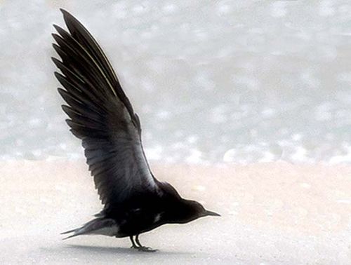 Black Tern | Chlidonias niger photo