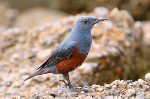 Blue Rock-Thrush | Monticola solitarius photo