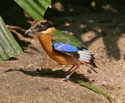 Blue-winged Pitta | Pitta moluccensis photo