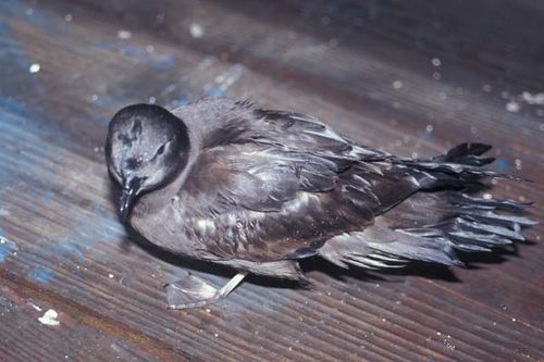 Bulwer's Petrel | Bulweria bulwerii photo