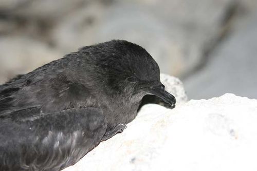 Bulwer's Petrel | Bulweria bulwerii photo