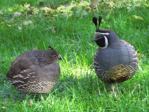 California Quail | Callipepla californica photo