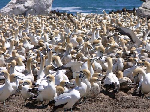 Cape Gannet | Morus capensis photo