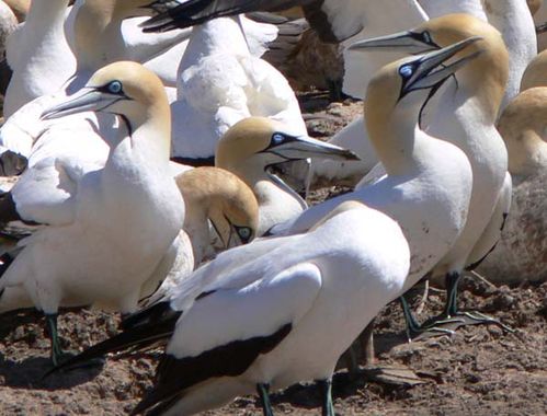 Cape Gannet | Morus capensis photo