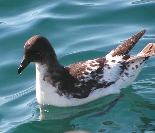 Cape Petrel | Daption capense photo