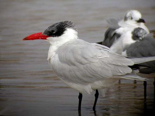 Caspian Tern | Sterna caspia photo