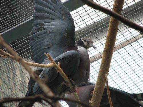 Collared Imperial-Pigeon | Ducula mullerii photo