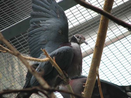 Collared Imperial-Pigeon | Ducula mullerii Collared Imperial-Pigeon | Ducula mullerii photo