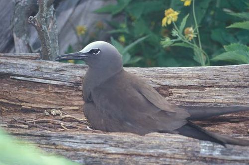 Common Noddy | Anous stolidus photo