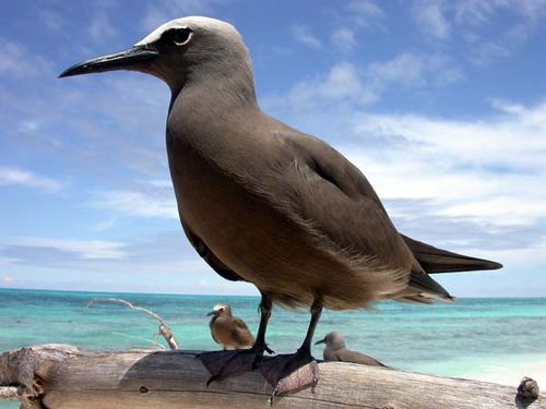 Common Noddy | Anous stolidus photo