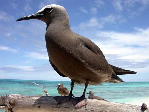 Common Noddy | Anous stolidus photo