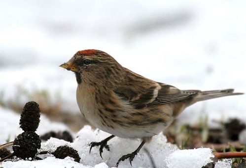 Common Redpoll | Carduelis flammea photo