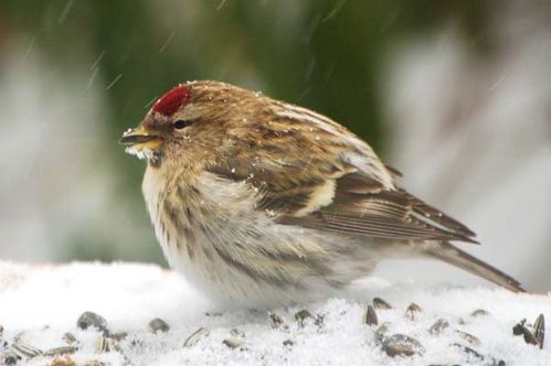 Common Redpoll | Carduelis flammea photo