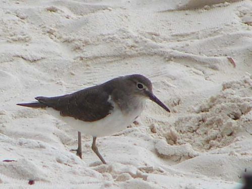 Common Sandpiper | Actitis hypoleucos photo