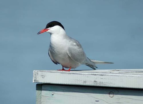 Common Tern | Sterna hirundo photo