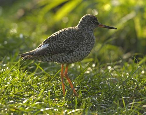 Common Redshank | Tringa totanus photo